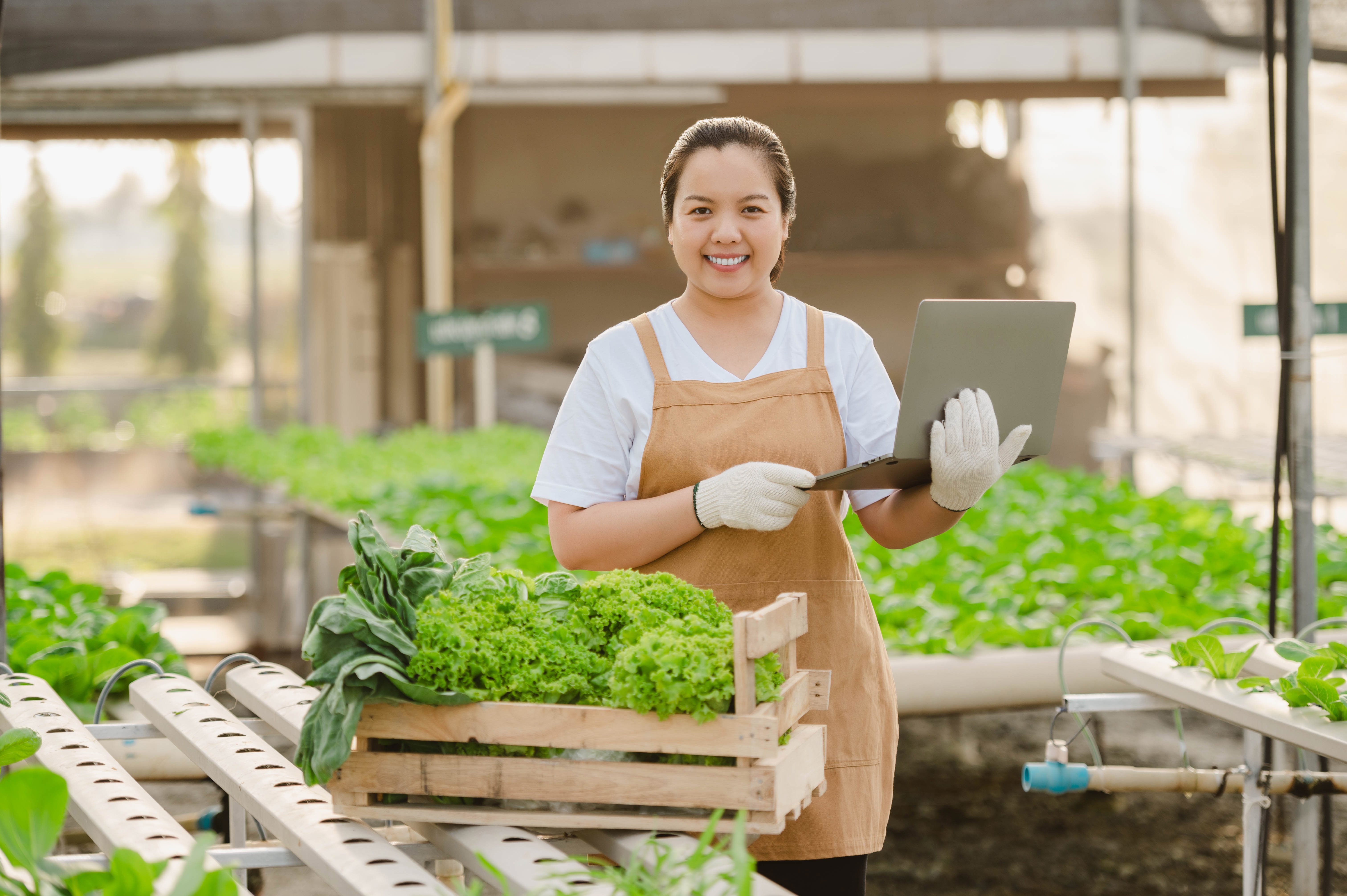 Prospek Kerja Agribisnis Hijau di Sektor Pertanian Organik Indonesia